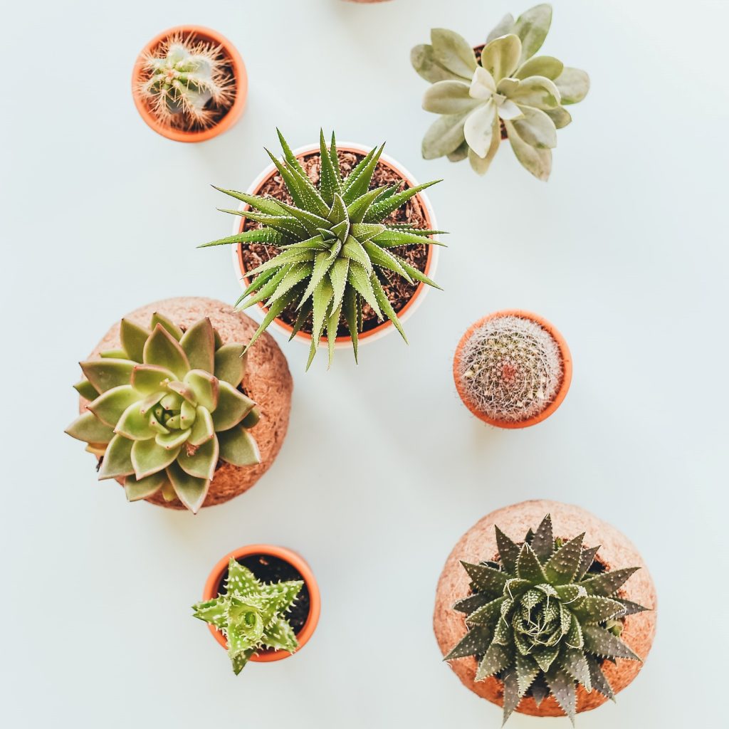 Полезный декор: цветы для улучшения сна и иммунитета