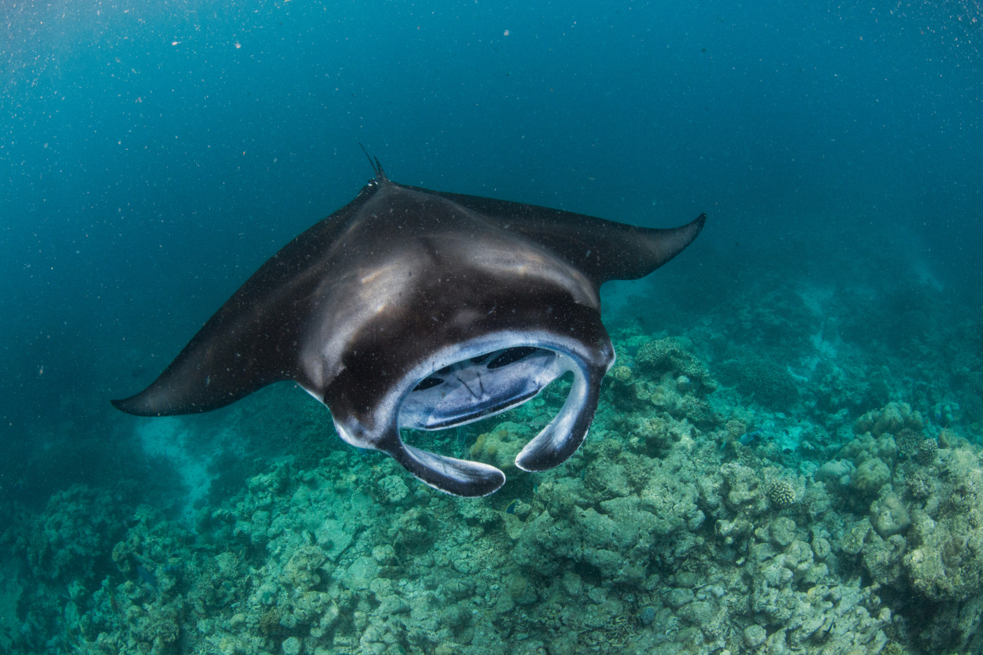 InterContinental Maldives Maaumunagau Resort — курорт, который сможет стать вторым домом
